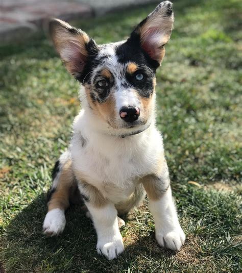 aussie cowboy corgi|grace aussie and corgi puppies.